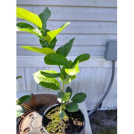 Tree Meyer Lemon Tree. 1 gallon pot. Inside or outside plant. Very attractive