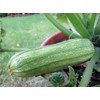 Squash, Summer Cocozelle, Heirloom, 100 Seeds, Great for Cooking, Salad