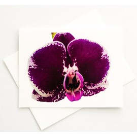 Sunshine Expressions Blooming Flowers - Phalaenopsis Orchid - Photographic High-End Linen Note Cards 16 w/18 Matching Envelopes, Boxed Set (4.25"x 5.50") Blank Inside - Made in USA