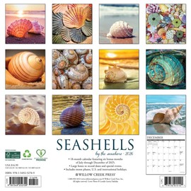 Willow Creek Press, Seashells 2026 Wall Calendar, 12'' X 12'', 18-Month Calendar with Stapled Binding