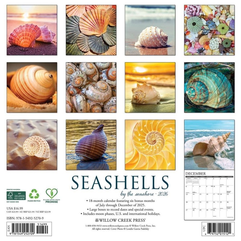 Willow Creek Press, Seashells 2026 Wall Calendar, 12'' X 12'',