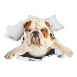 Winston & Bear 3D Dog Stickers - 2 Pack - British Bulldog Sticker for Wall, Fridge, Toilet and More - Retail Packaged English Bulldog Gifts