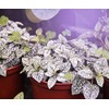 Un-Edison+ 14W Grow Light A19 150W Replacement LED Red &