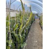 ORGANICO Mature “Purple Haze” Dragon Fruit Cuttings