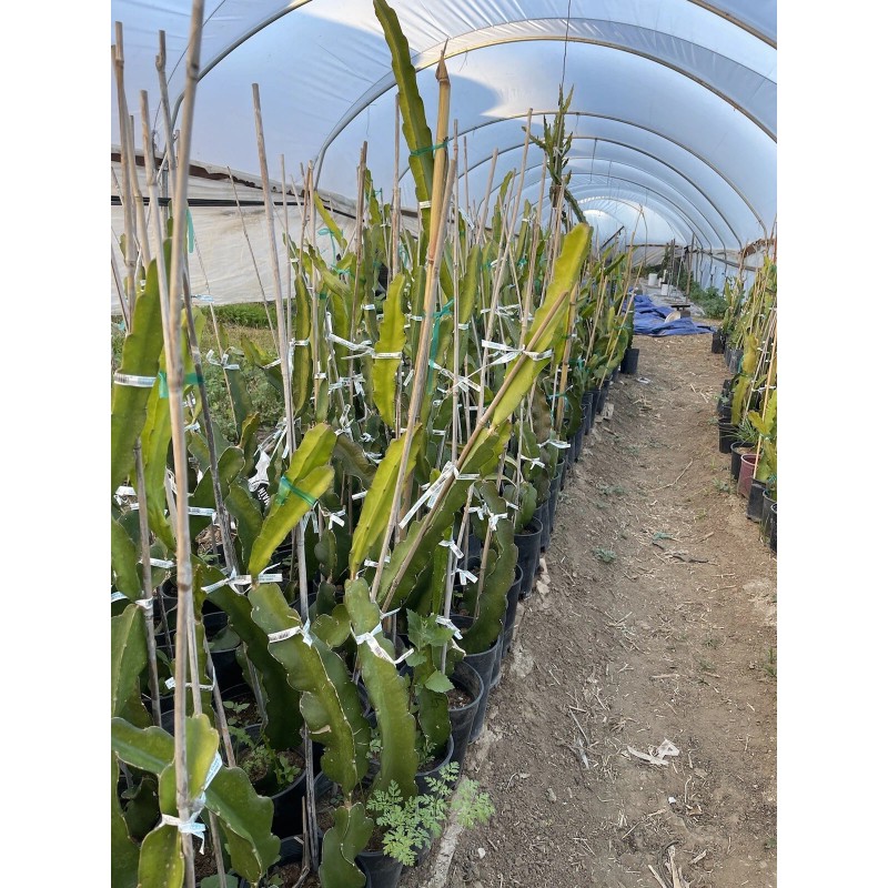 ORGANICO Mature “Purple Haze” Dragon Fruit Cuttings