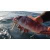 FIIISH Black Minnow 120-2 Jig heads Search - 18g -