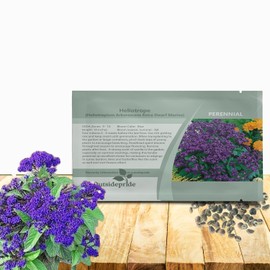 Outsidepride Marine Heliotropium Seeds - 1000 Pcs. Perennial, Easy to Grow & Versatile, Flower Seeds for Planting Fragrant & Vibrant Deep Violet-Blue Blooms for Sunny Borders & Pollinator Gardens