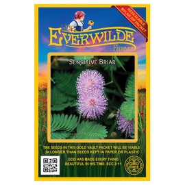 Everwilde Farms - 60 Sensitive Briar Native Wildflower Seeds - Gold Vault Jumbo Seed Packet