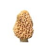 Morel Mushroom Sawdust Bag Spores in Sawdust Bag Garden Mushroom