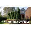 Murray Cypress | 3 Live Plants | Cupressocyparis leylandii 'Murray'