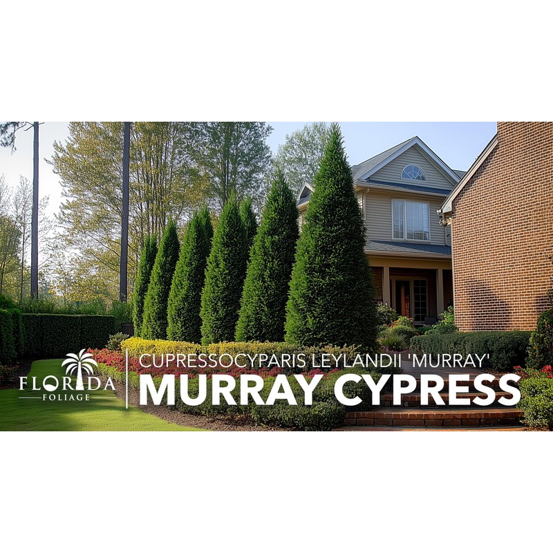 Murray Cypress | 3 Live Plants | Cupressocyparis leylandii 'Murray'