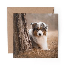 1 x Greeting Card Australian Sheepdog Collie Puppy - Blank Birthday Celebration Anniversary #13167