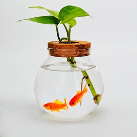 Small Betta Fish Tank Glass Fish Bowls for Betta Fish Goldfish, Aquaponic Fish Tank and Plants Cuttings Planter Terrarium Desktop Decorations Gifts