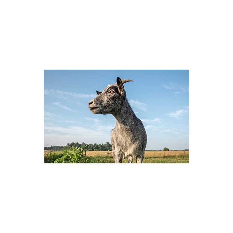 1 x Cute Grey Goat Farm Animal Outdoors Black Ballpoint
