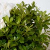 Encore Azalea Autumn Angel (2 Gallon) White Flowering Shrub -