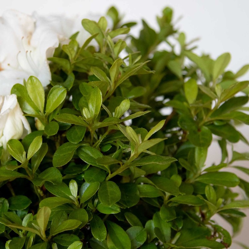 Encore Azalea Autumn Angel (2 Gallon) White Flowering Shrub -