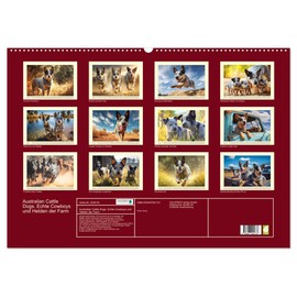 Australian Cattle Dogs. Real Cowboys and Heroes of the Farm (Wall Calendar 2026 DIN A2 Landscape), CALVENDO Monthly Calendar: Australian Cattle Dogs at ... and Life on the Farm (CALVENDO Animals)