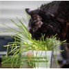 DesertUSA Cat Grass Refill Kit (3)