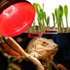 250 Watts Infrared Heat Lamp Bulbs, R40 Red Heat Light