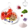 Creations by Nathalie - DIY Terrarium Kit with Live Air