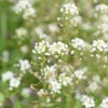Organic shepherd's purse dried, shepherd's purse cut from wild collection,