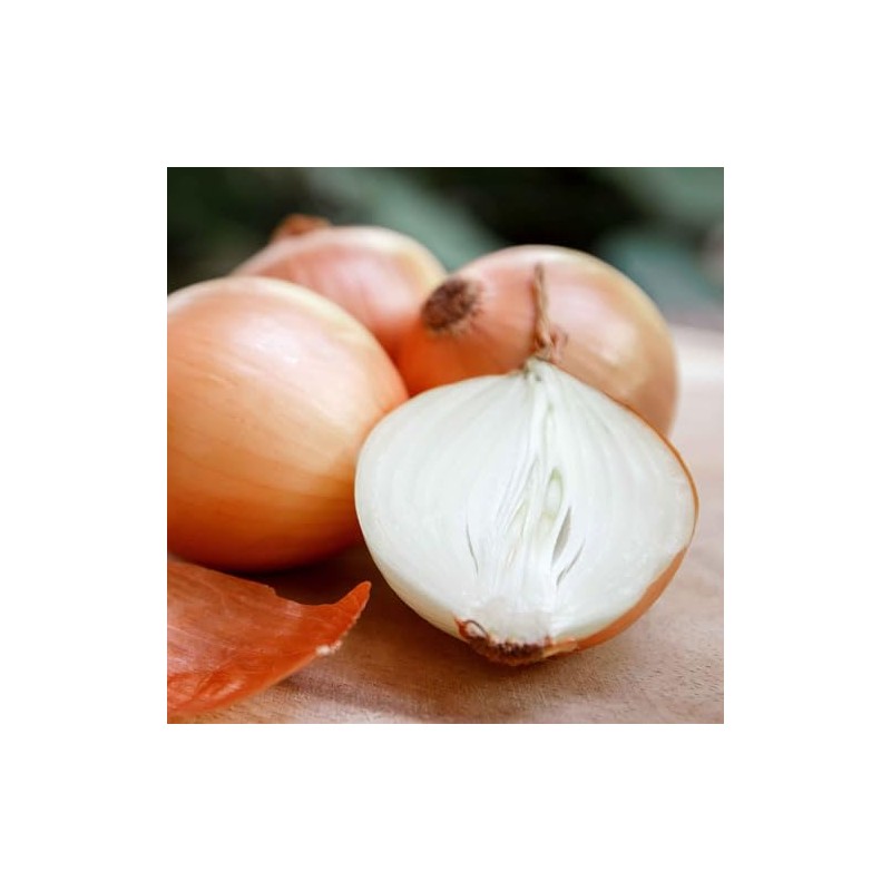 Onion Seeds (Long Day) - Yellow Sweet Spanish - 1