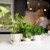 Herb Planter Indoor | Grow Fresh Herbs At Home |