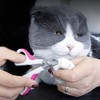 Cat Nail Clipper, Dog Clipper, Rabbit Nail Clipper, Cat Nail
