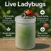 1500 Live Ladybugs - Hippodamia Convergens - Guaranteed Live Deliver