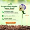 Outsidepride 100 Seeds Viola Pansy Ultima Morpho Flower Seeds for