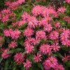 Toadstool Seeds 100 Lady Pink Bee Balm Seeds Flowers Seed