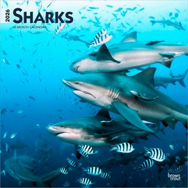 Sharks | 2026 12 x 24 Inch (Hanging) Monthly Square Wall Calendar | Plastic-Free | BrownTrout | Wildlife Marine Animals Fish