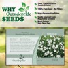 Outsidepride 1000 Seeds Perennial Dianthus Arenarius White Flower Seeds for