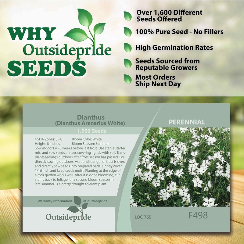 Outsidepride 1000 Seeds Perennial Dianthus Arenarius White Flower Seeds for