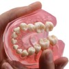 Angzhili Dental Removable Teeth Model Silica Gel Material Soft and