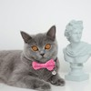 Pack of 2 Cat Collars for Valentine's Day, Kitten Collars,