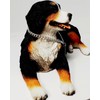 Conversation Concepts Bernese Mountain Dog Figurine MyDog