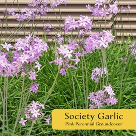 12 Society Garlic in 2.5” Nursery Cubes | Tulbaghia violacea | Ornamental Herb with Edible Flowers | Ready-to-Plant Live Perennial