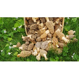 Morel Mushroom Spores in Sawdust Bag Garden Mushrooms Spore Grow Kit Makes 5 gal