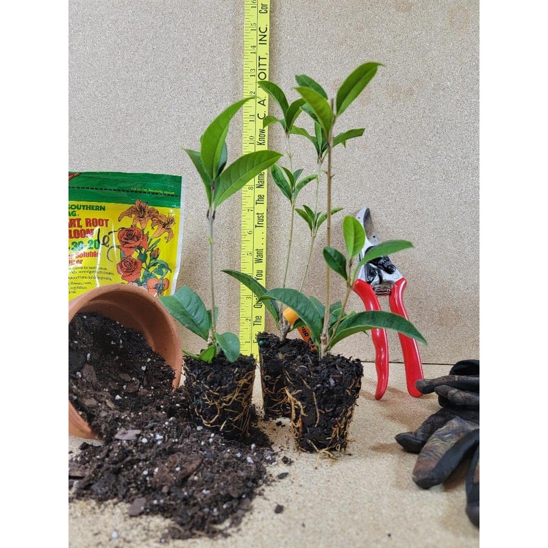 New Life Nursery & Garden (1) - Yellow Flowering Fragrant