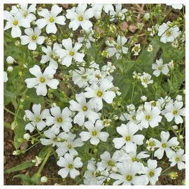 Everwilde Farms - 1/4 Lb Annual Baby's Breath Wildflower Seeds - Gold Vault