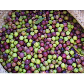 Arbequina Olive Tree - Beautiful Live Plant - 6 Inch Pot - Grow Your Own Olives Indoors - Olea Europaea