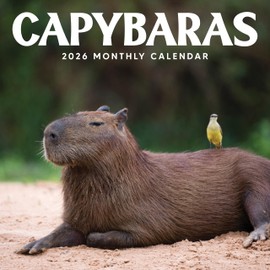 Capybara Calendar 2026 | 12" x 24" Funny Animals Capybaras 12 Month | Marble City Press | Quirky Wildlife, Pet Lovers, Cute Animal Photography | 2026-2027