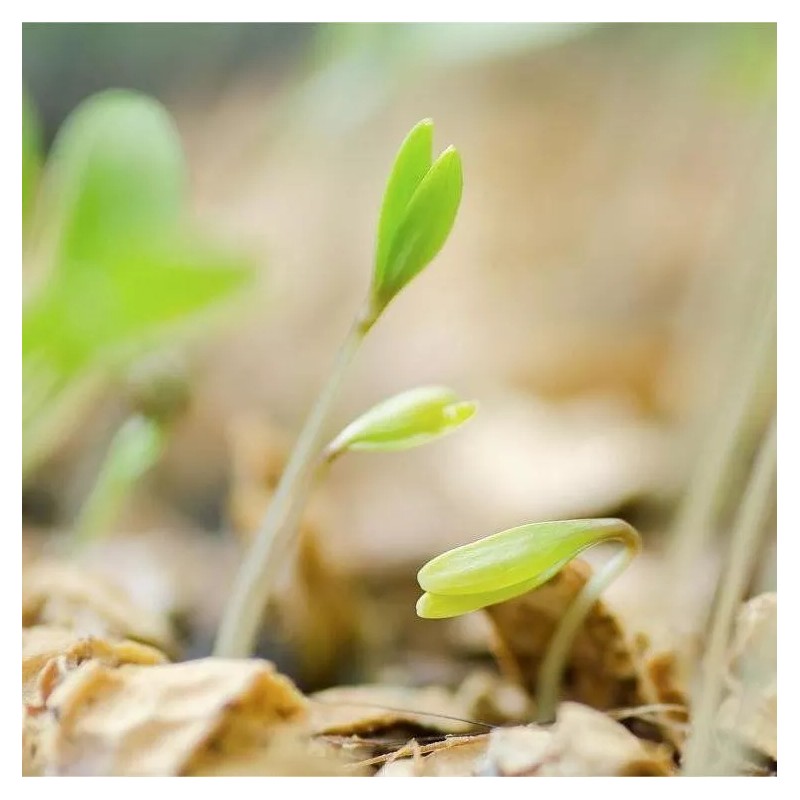 ATLAS Cilantro -Atlas Aroma