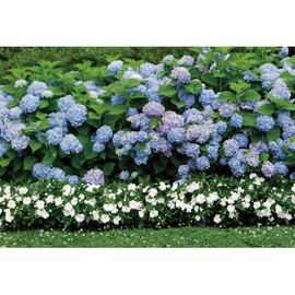 Qinunipoto Hydrangea Floral Background Hydrangea Summer 1.5x1m Wall Decoration Memorial Photo Polyester Photography Photography Background Photography Photography Photography Background Photo Photo