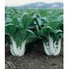 Fresh 1000++ CHINESE WHITE STEM PAK CHOI Bok Choy Chinese Cabbage Seeds, cải bẹ trắng