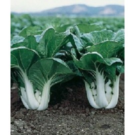 Fresh 1000++ CHINESE WHITE STEM PAK CHOI Bok Choy Chinese Cabbage Seeds, cải bẹ trắng