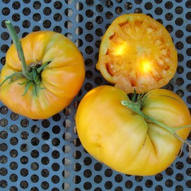 Kellogg's Breakfast Tomato Seeds - 300 Mg Packet ~65 Seeds - Non-GMO, Heirloom - Vegetable Garden - Solanum lycopersicum