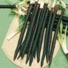NIKA SEEDS - Vegetable Salsify Black Root - 100 Seeds