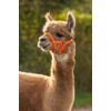Kerbl Alpaca Headcollar Adjustable - Orange (Dimensions 17 x 18